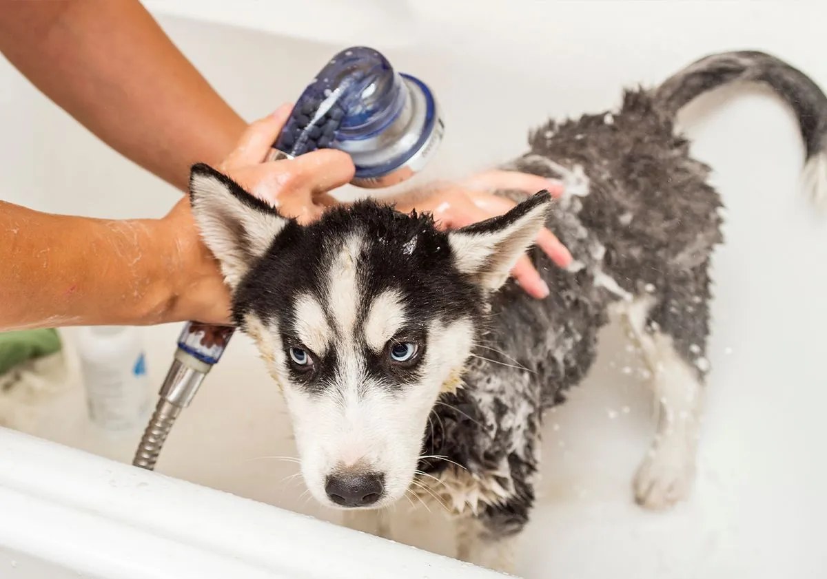 Toilettage du chien : les bons gestes pour entretenir son pelage